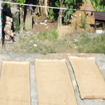Solar treatment of seeds